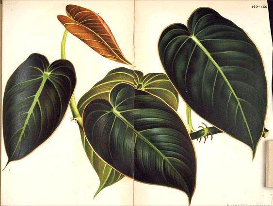 Philodendron czarno-złoty Black Gold