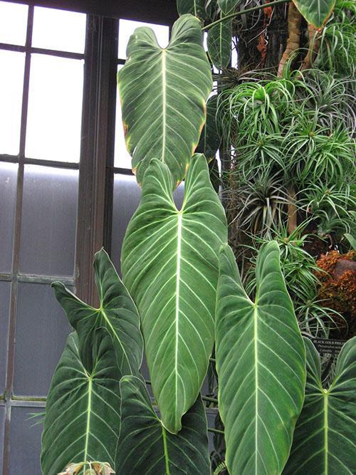 Philodendron svart-gull