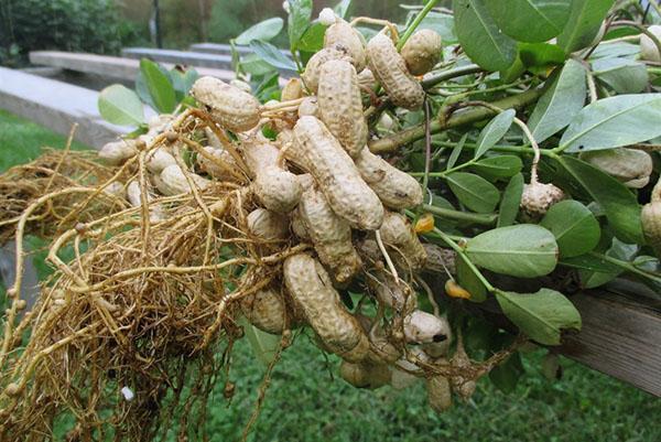 jak pěstovat arašídy v zemi