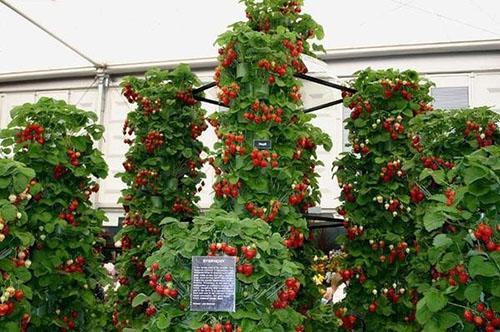 ягоди във вертикални лехи