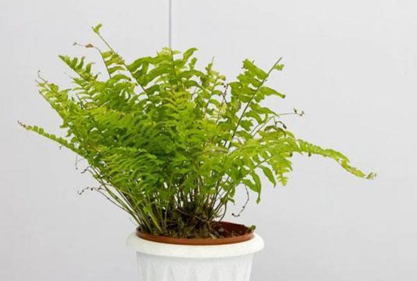 comfortable conditions for nephrolepis