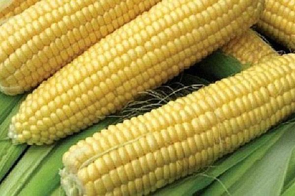 mrożona kukurydza nektarowa