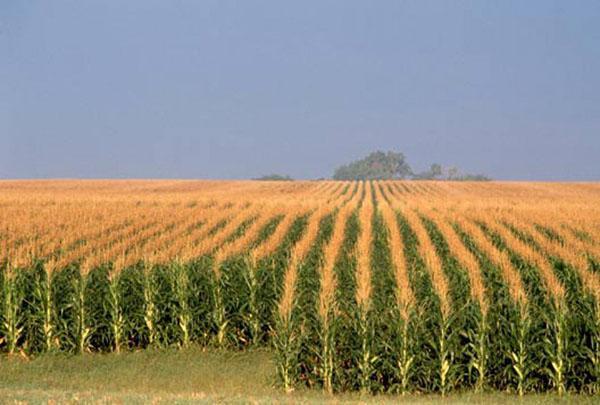 kukuričné ​​pole