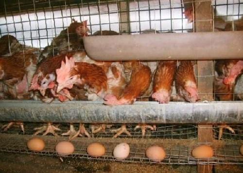 laying hens in cages
