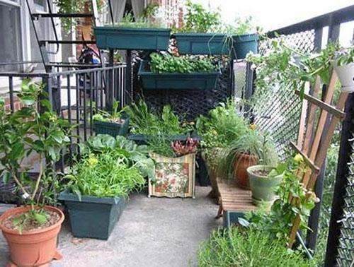 mini grădină pe balcon