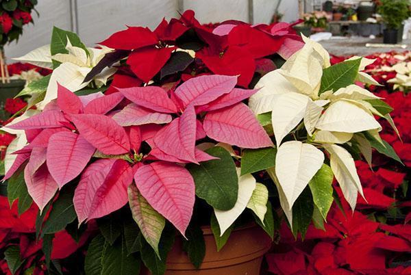 variety of poinsettia colors