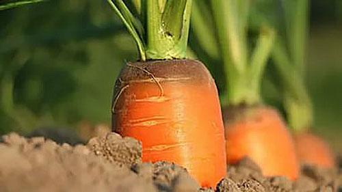 моркови в градината
