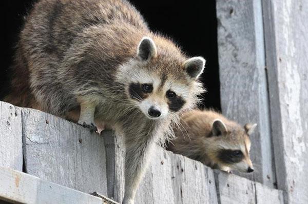 raccoon raid to the country