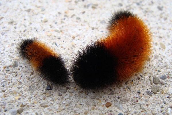 coat color of a hairy caterpillar