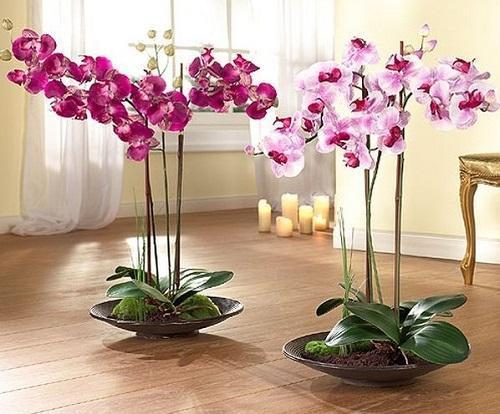 orchidėjos
