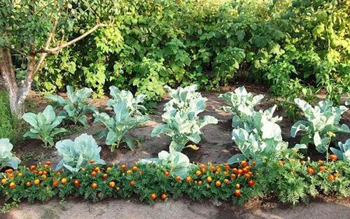 grøntsager og blomster i samme have