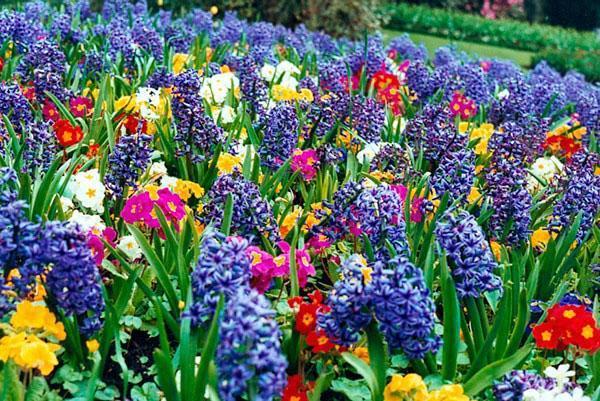 variegated spring flower bed