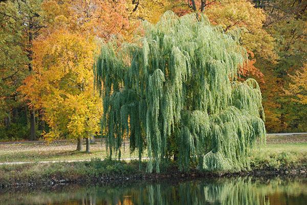weeping willow by the pond