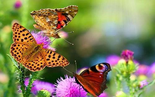 thu hút bướm đến vườn
