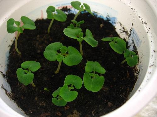 Salvia kimplanter