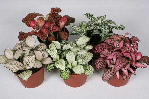 different types of fittonia for home