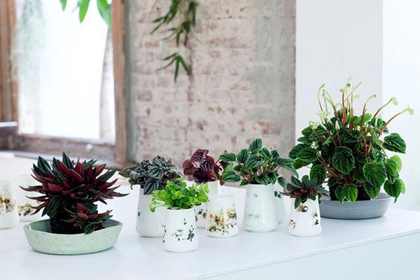 different types of peperomia at home