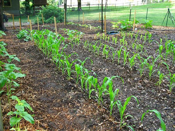 corn planting dates