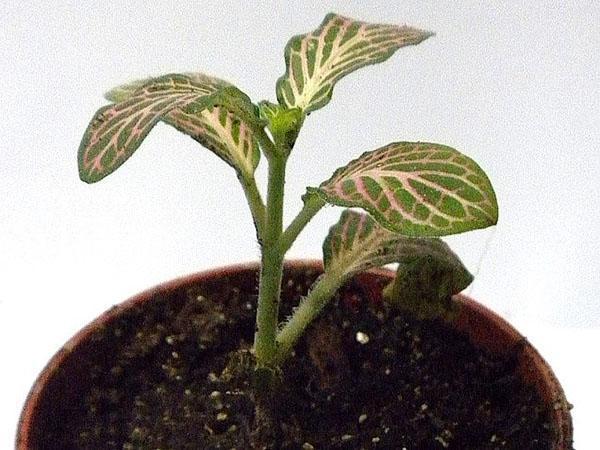 young rooted seedling