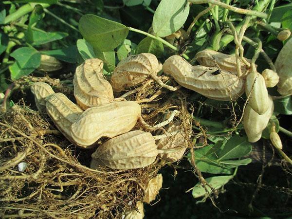tanaman kacang tanah
