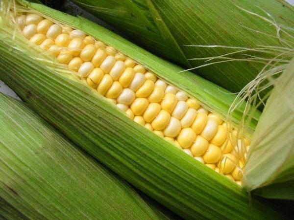 úroda kukurice v krajine
