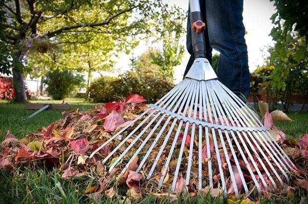fan rake for harvesting leaves