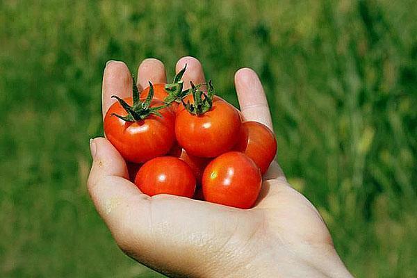 nós cultivamos tomates cereja com nossas próprias mãos