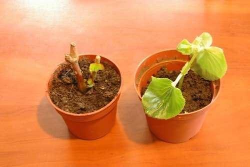 groeiende groenblijvende begonia's