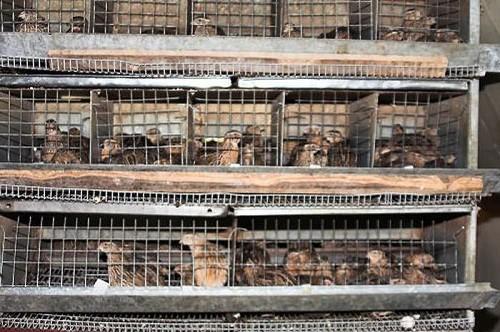 adult quail in cages