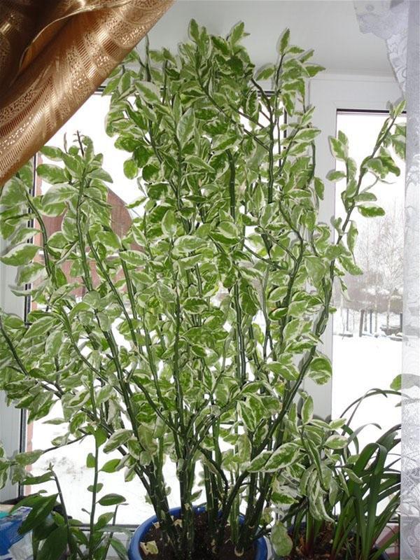 adult pedilanthus bush