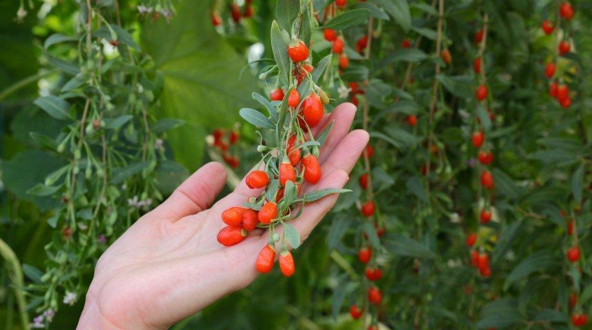 goji berries in the country