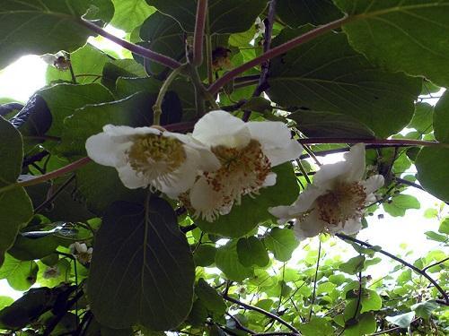 blomstrende actinidia