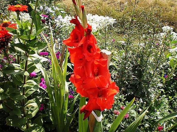 blommande gladiolus