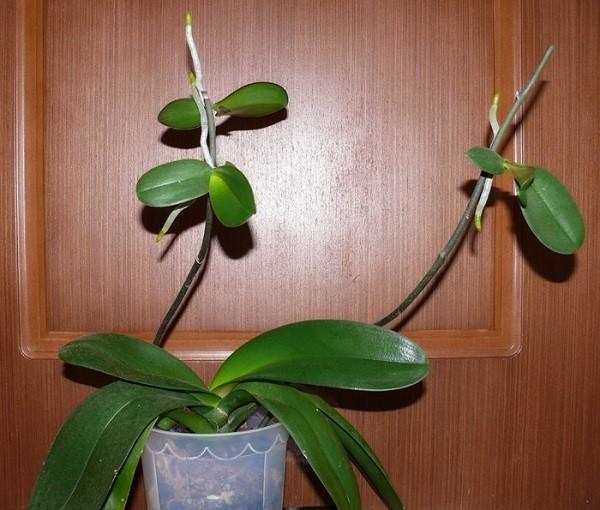 deti orchideí s koreňmi