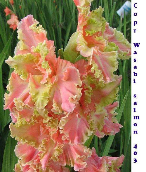 gladiolus Wasabi lax 403