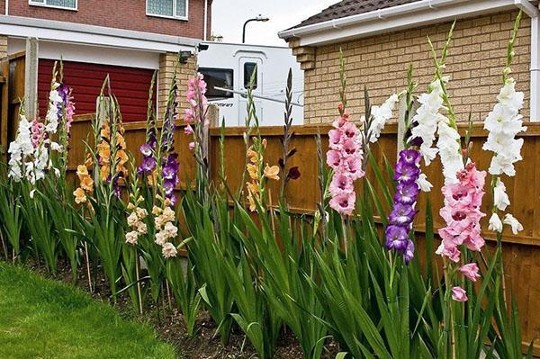 gladioly na ich letnej chate