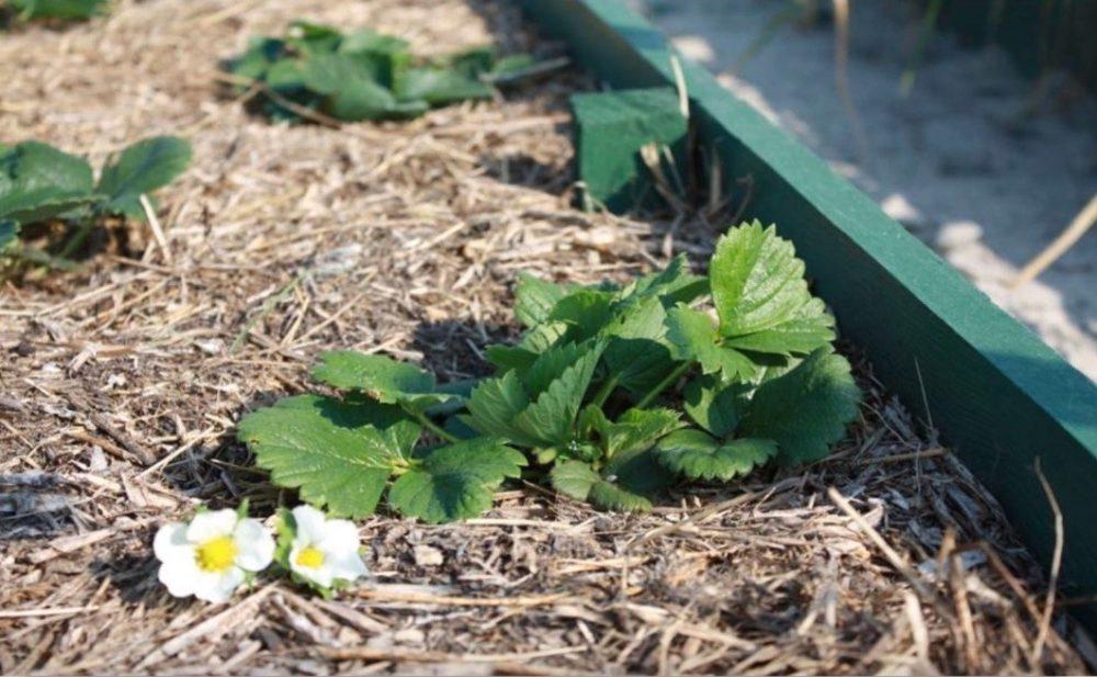 truskawki w ciepłym ogrodzie