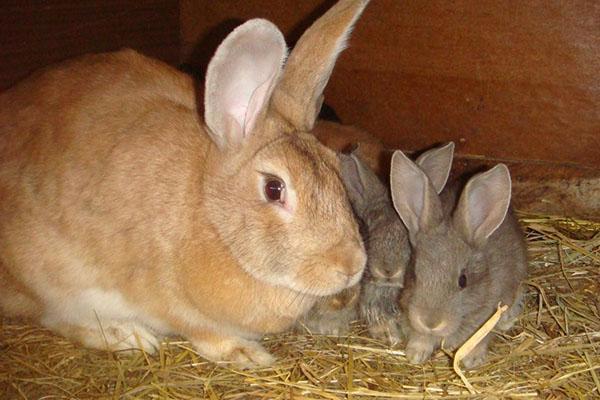 kanin med kaniner