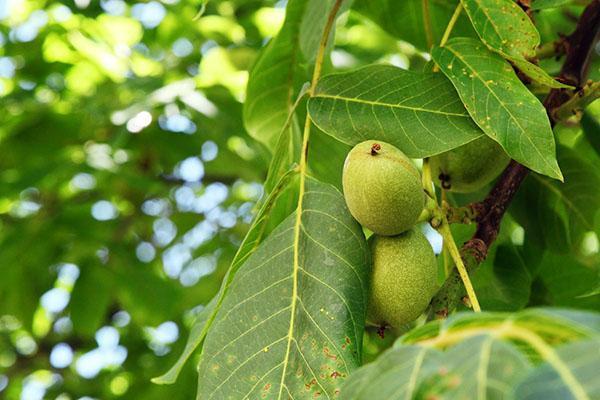 léčivé vlastnosti ořechových listů