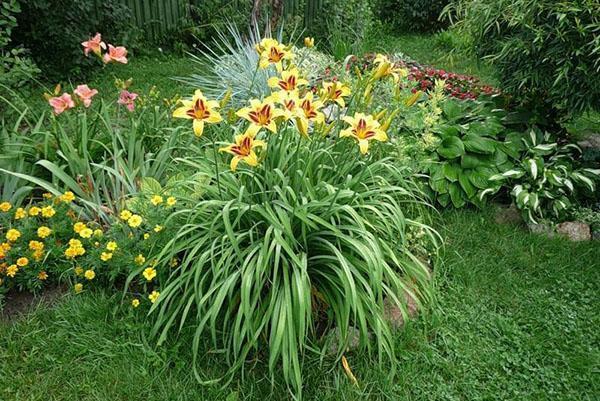 daylily in the country
