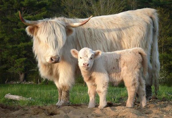 mini mucca con vitello