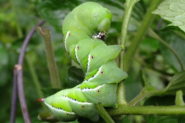 gluttonous tobacco caterpillar