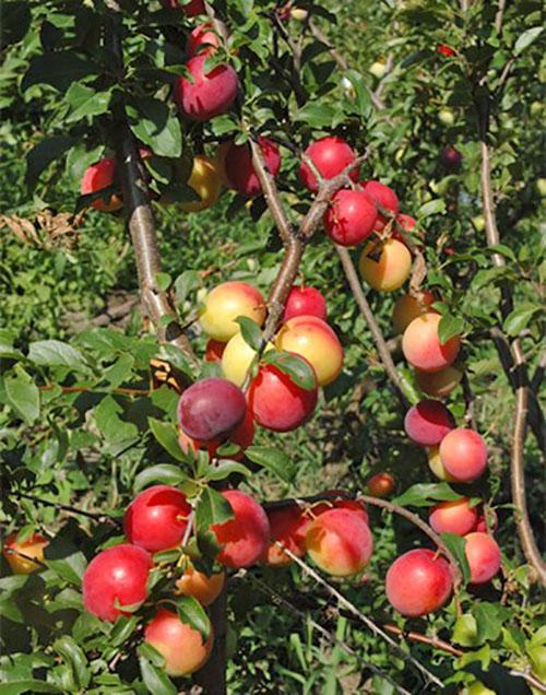 Cherry plum of the Kuban comet variety bears fruit