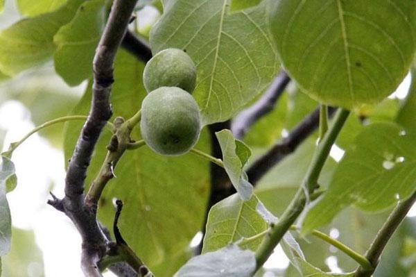 ovocie vlašských orechov