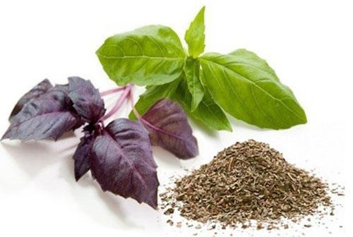 benefits of basil for the body