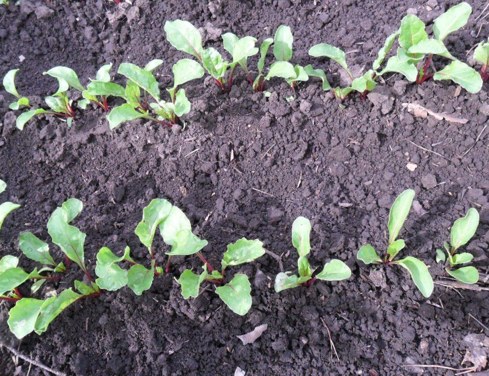 beets sown in autumn