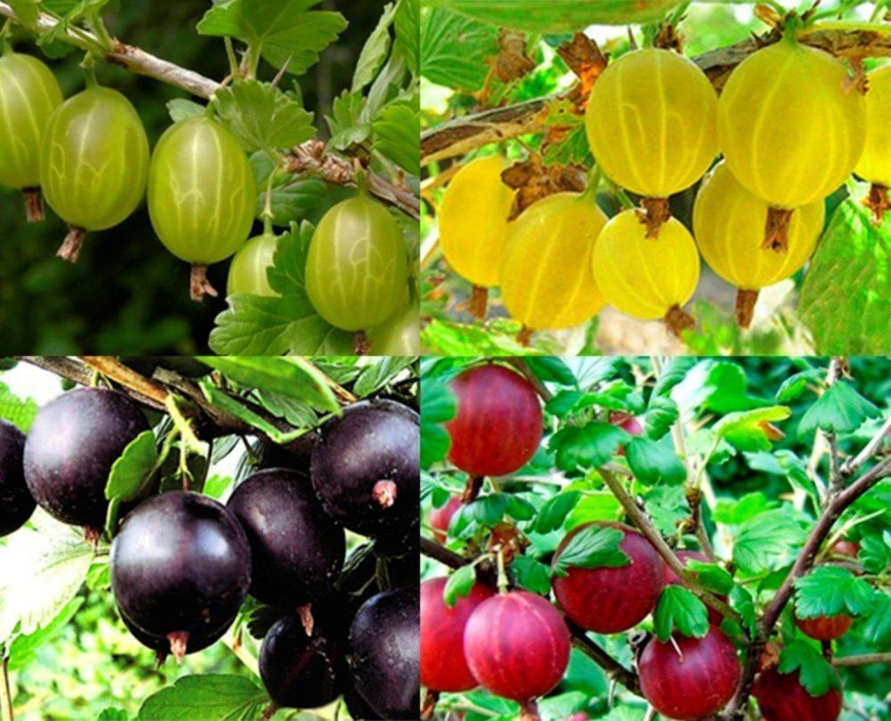 varietà di uva spina
