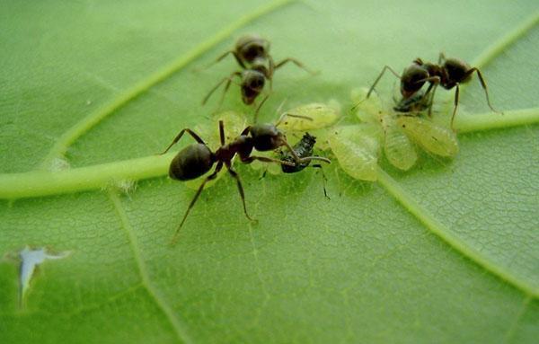 skruzdėlės, nešiojančios amarus
