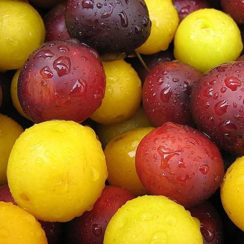 prune și prune de cireșe