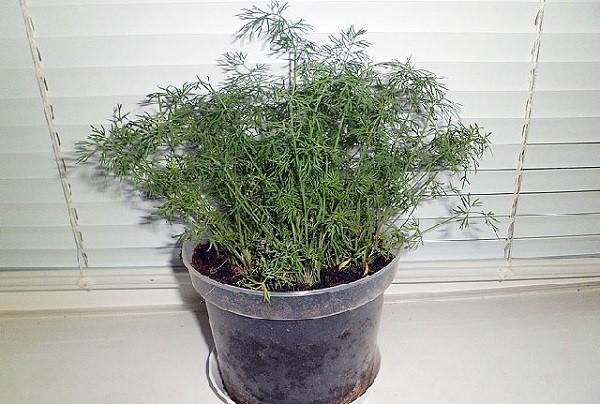 dill in a pot on the windowsill